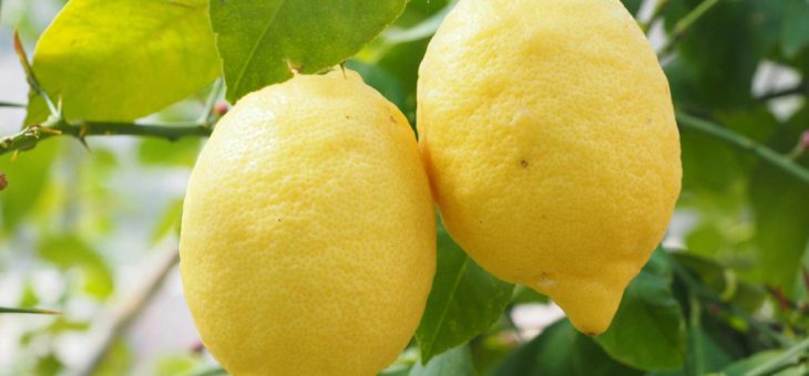 Huile Essentielle de Citron